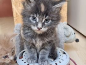 XXL Maine Coon Kätzchen
