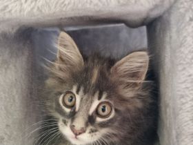 XXL Maine Coon Kätzchen