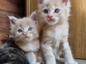 XXL Maine Coon Kätzchen