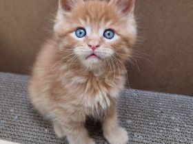 XXL Maine Coon Kätzchen