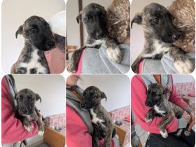 Phibi – wunderschöne gestromte Mischlingshündin