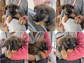 Kira – fröhliches Hundemädchen