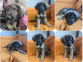 Cookie - ein kleiner Überlebenskünstler