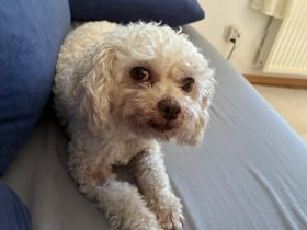 Verliebst du dich in Curly?