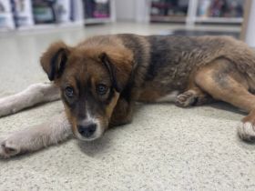 Mit Sokki kommt Leben ins Haus