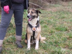 Traumhündin Celeste