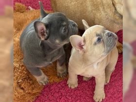 Französische Bulldoggenwelpen