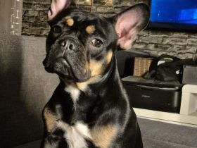 Wilma (alternativ bulldogge)