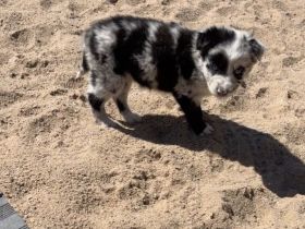 Supersüsse Australian Shepherd Welpen suchen zum 05.05.2026 ein Zuhause