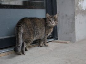 Joncee - sanft und lieb