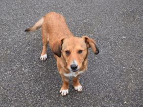 Ginger - klein und freundlich