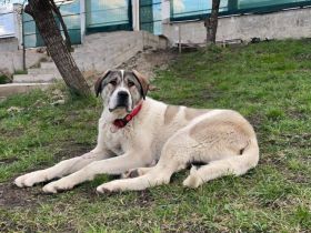 Riesen Schmusebacke Doro