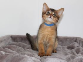 Wunderschöne Somli Kitten