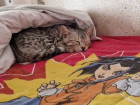 Smokey sucht ein neues Zuhause