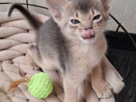 Bezaubernde Abessinier Kitten in blue