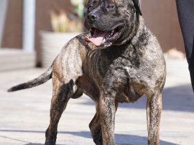 Presa Canario gegen Schutzgebühr abzugeben.