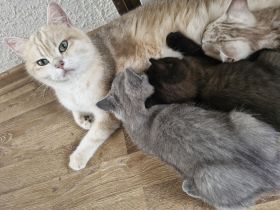 Britisch Kurzhaar Kitten Abholbereit