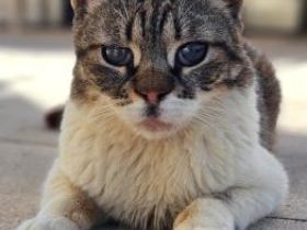 Popeye, FelV positiv