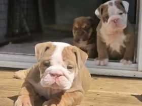 Bezaubernde Englische Bulldoggenwelpen abzugeben!