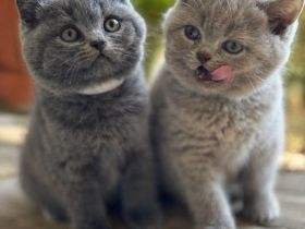 Bkh Kitten - lilac & blue