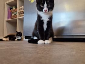Babykatze abzugeben