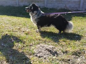 Gaga sehr freundlich und agil