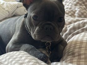 Französische Bulldogge Welpe 8 Monate alt