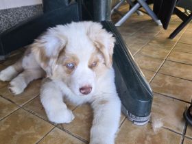 1 bezaubernder  reinrassige Standart Australian Shepherd Welpen