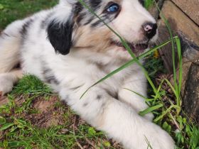 3 bezaubernde reinrassige Standart Australian Shepherd Welpen