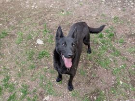 X Malinois Hündin 15'Monate