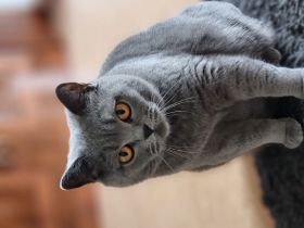 Ankündigung eines Wurfs, voraussichtlich Mitte Mai