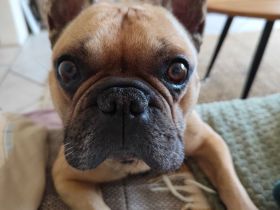 Französische Bulldogge Rüde unkastriert 7 Jahre