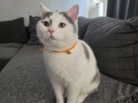 BKH Deckkater - Lilac Harlekin