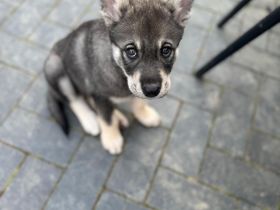 Wurfankündigung Jämthund