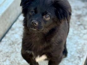 Edwina, ein entzückendes kleines Hundemädchen sucht ihre Lieblingsmenschen