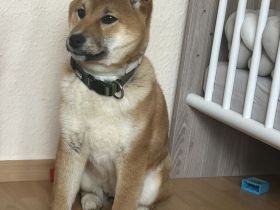 Shiba Inu Weibchen