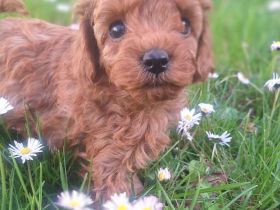 Traumhafte Toy- & Zwergpudel Welpen in RED / APRICOT (Genetisch getestet)