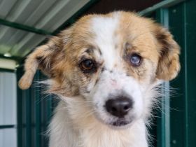 Banana, wer hat Platz und ein Herz für eine zarte, safte Seele?  4J, 38 cm