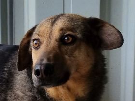 Benji, freundlich, offener Hund, der sich nach Zuwendung sehnt, 4J, 52 cm