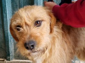 Chuppy, feinfühliger, hübscher Bub' mit viel Potenzial, 2J, 42 cm