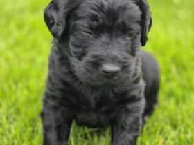 Labradoodlewelpen F1, schwarz suchen ab Mitte Mai ein Zuhause