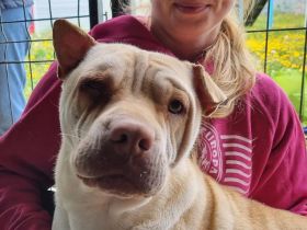 Keiko, Schmusekugel im Hundefell - wer liebt Hundeküsse :-) ? 3,5J, 49 cm