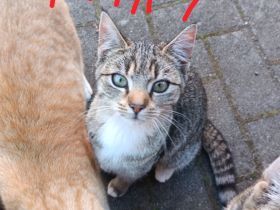 Katze sucht liebevolles Zuhause