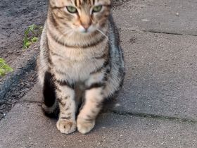 Katzen suchen liebevolles Zuhause