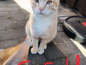 Katzen suchen liebevolles Zuhause