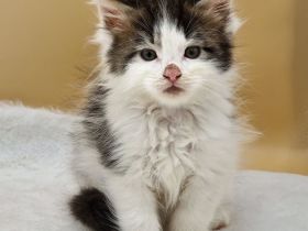 Maine Coon Kitten