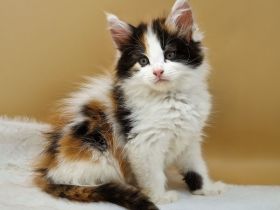 Maine Coon Kitten