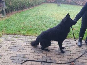 Schwarze Schäferhund
