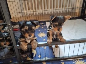Yorkshire Terrier reinrassig Welpen