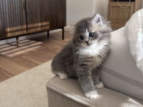Britisch Langhaar Kitten suchen ein liebevolles Zuhause - Ragdoll&BLH mix